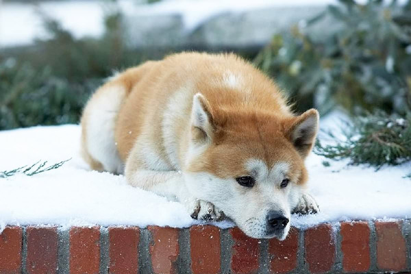 Hình ảnh Hachi đợi chủ nhân tại ga tàu